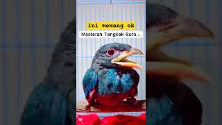 Download lagu Tengkek Buto sang master handal #tengkek #birdvideos #bird #birdwatchingvideos #bird #burung mp3