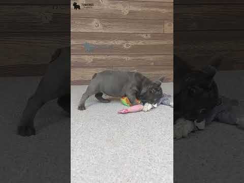 Video 1