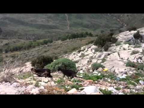 Capre Sclafani Bagni