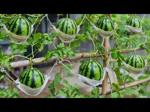 Let s grow bitter melon for your family this way it s very fruity and easy to make