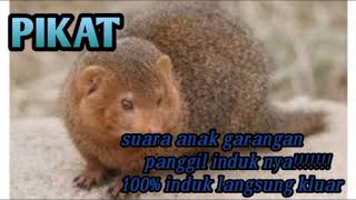 Download lagu suara anak garangan panggil induk nya//pikat paling ampuh mp3