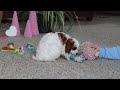 Cavapoo dogs for sale: Lucas - Video 1