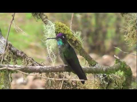 Magnificent Hummingbird