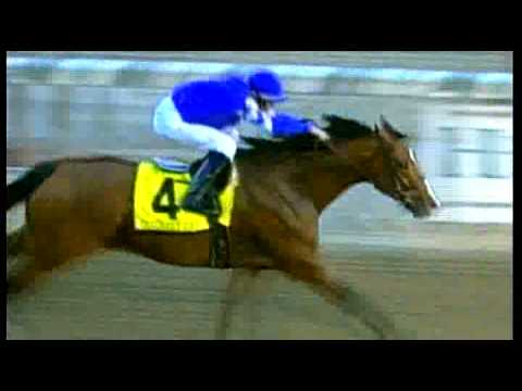 Darley Ad: Discreet Cat