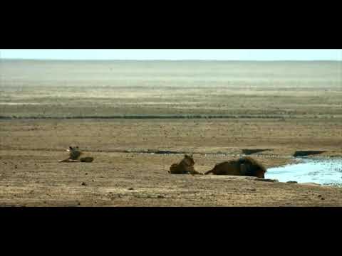 Lions in 4K 10 bit color #African Wild Animals #subscribe #viral#wildlife #animals