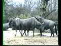 Kamilla Gregersen Og Burgeren Elvis Præsenterer Nyt Fra Zoo Om Gnuer