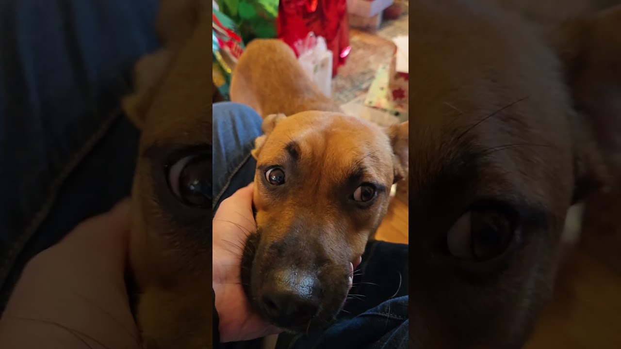 Enlarge Ozzy, a ADOPTABLE mixed breed in Nashville, TN video 6/6