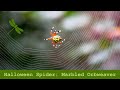 Marbled Orbweaver