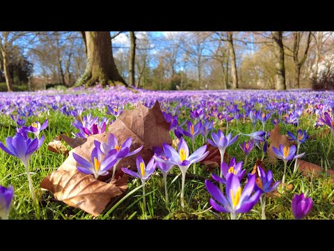 Exclusive fresh crocus flower carpet You Won't Believe Exist