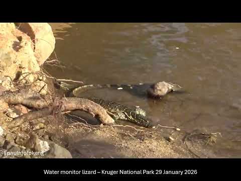 Kruger National Park January 2026 Videos - fish and water monotor lizard