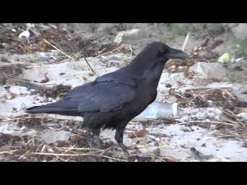 Ollie Otter at Crystal Cove State Park