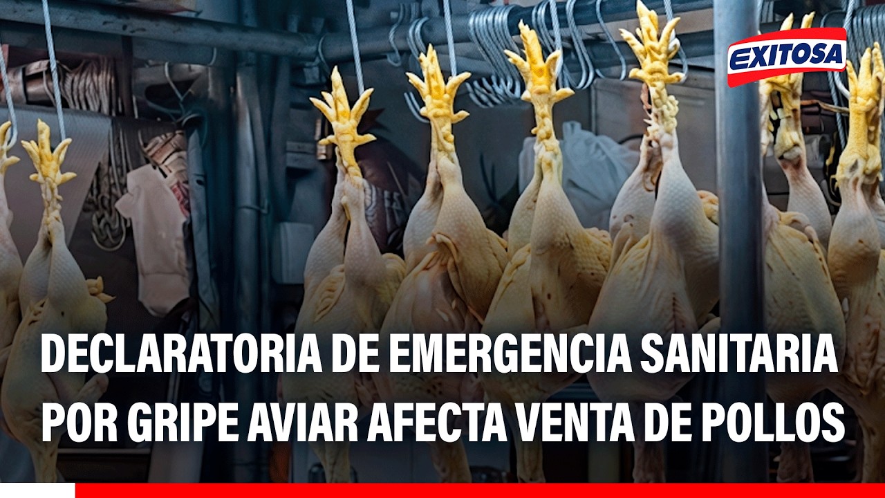 🔴🔵 Venta de carne de pollo cae en mercados tras declaratoria de emergencia sanitaria por gripe aviar