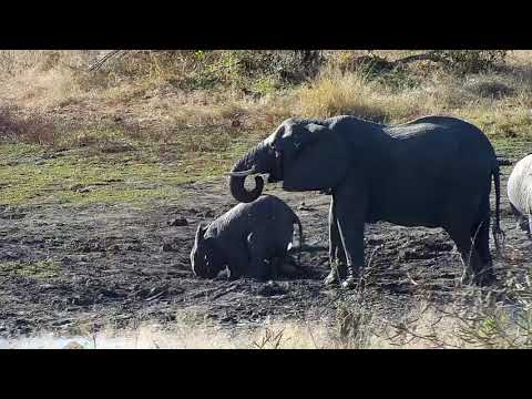 Djuma: Elephants with wee ones getting a drink - 15:18 - 07/18/20