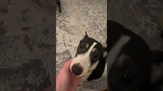 Video preview image #1 Chihuahua-Unknown Mix Puppy For Sale in Virginia Beach, VA, USA