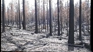 preview picture of video 'Kitsin metsäpaloalue, Lieksa (Kitsi forest fire area, Lieksa, Finnish)'