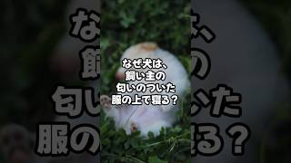 なぜ犬は、飼い主の匂いのついた服の上で寝る？#犬の不思議 #犬の気持ち #犬好き #愛犬 #犬との暮らし #ペットの気持ち #犬雑学