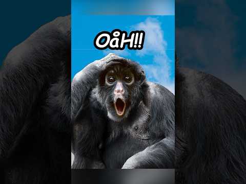 Monkey Drinks Potion Then Gets Reincarnated! #funny #memes