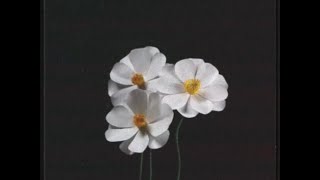 君と笑ってたこと独り思い出した何故か感情(こころ)がただ騒ぎ続けていた - ピコン - 再生 ft. 初音ミク