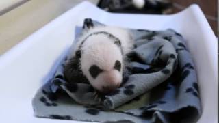 Toronto Zoo Giant Panda Cub - One Month Old