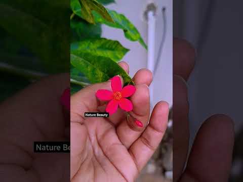 Viral Flower video of tiktok/Guess the Flower #shorts #viral #flowers #tiktok #instagram