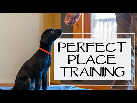 Free Shaping Place Training - Teach Your Dog To Get On Their Bed