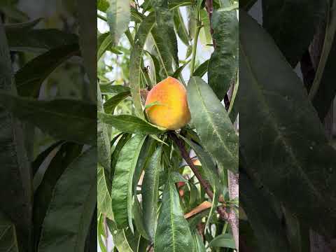 Árbol de Durazno 🍑🍃
