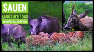 Achtung: Jagd auf Sauen &amp; Abnorme Böcke im Frühjahr | Schwarzwild bei Tag  | Schwarzwaldhunters