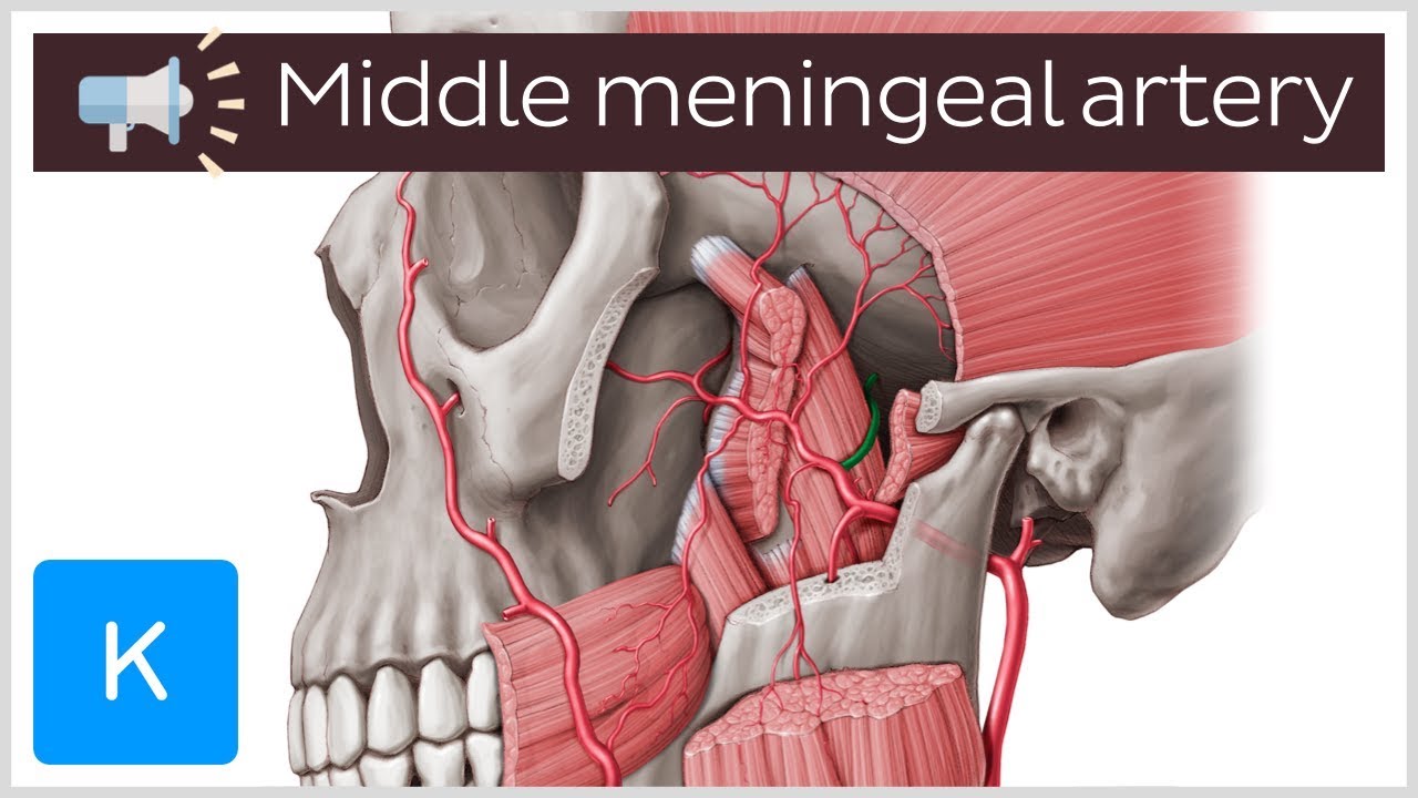 Middle meningeal artery | Anatomical Terms Pronunciation by Kenhub