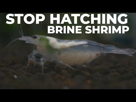 Stop Hatching Brine Shrimp And Start Doing THIS Instead!