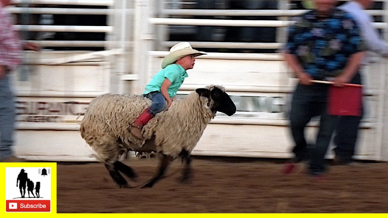Mutton Bustin' 🦙 2021 Saint's Roost Ranch Rodeo | Saturday