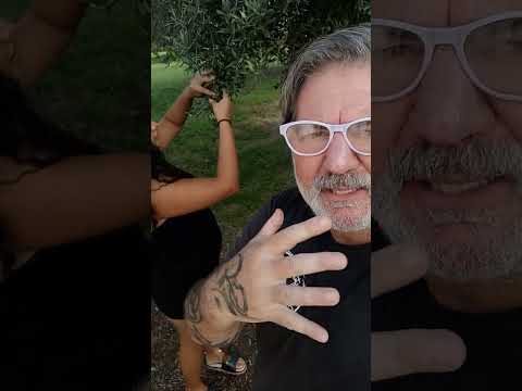 olivos en villa de las Rosas