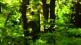 The Forest - Rick Wakeman