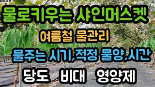 여름철 포도밭 물관리및 당도,비대,아미노산  관주 적정시기  #샤인머스켓재배기술   #당도비대 #시설비가림비…