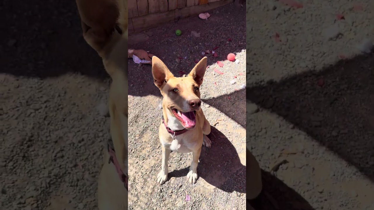 Enlarge Mango, a Adoptable Mixed Breed in Redwood Valley, CA video 6/6