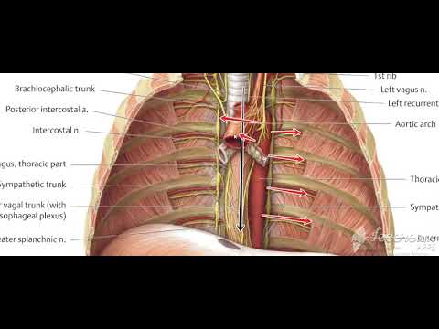 Thoracic cage