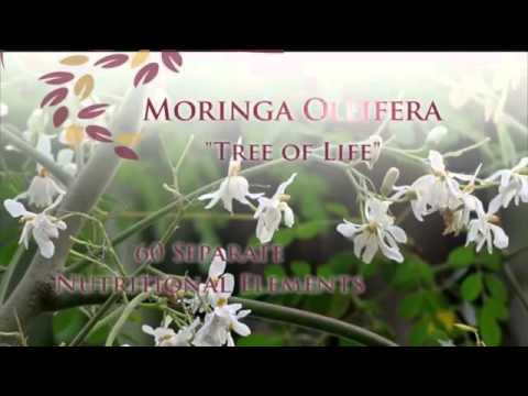 Zurvita Zeal Wild Berry Classic An Honest Look