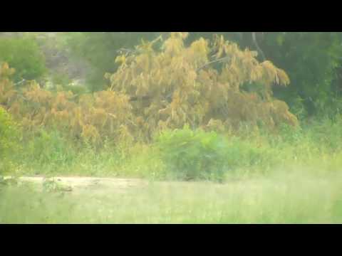 Thunderstorm in Djuma