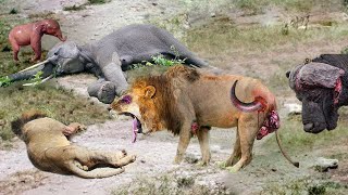 Mother Elephant Give Birth To Baby  Attacked By Lion - Buffalo Herd Rush To Take Down Lion To Rescue