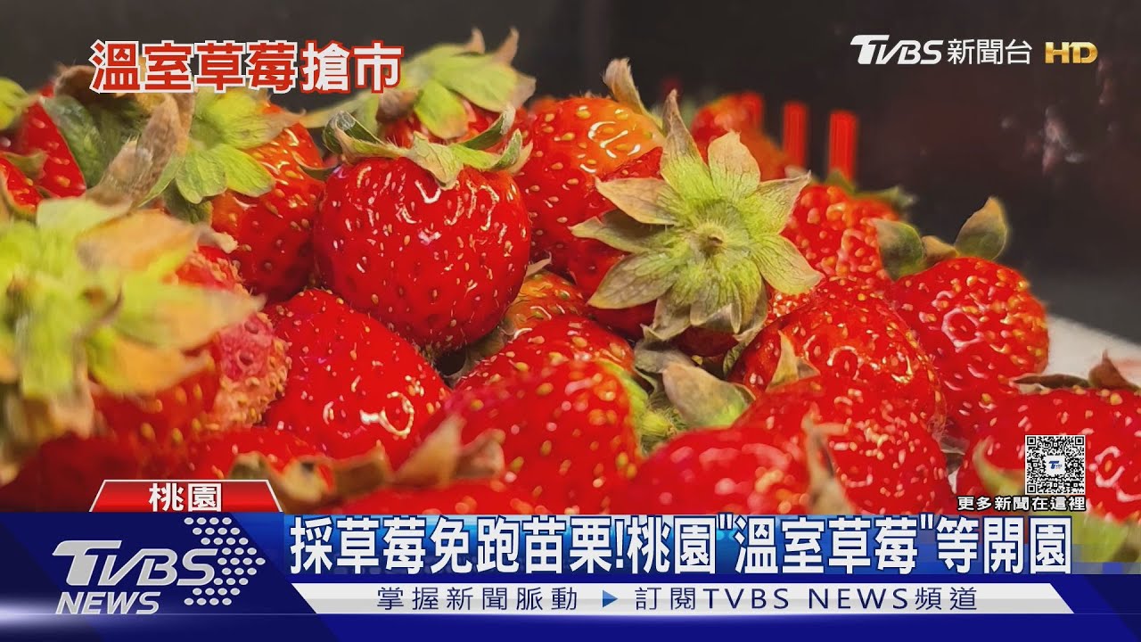 採草莓不用跑苗栗!桃園「溫室草莓」等開園 一台斤約600元