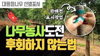 나무농사 도전 후회하지 않는 방법 : 대왕참나무 판매전 선별표시작업 | 나무대장