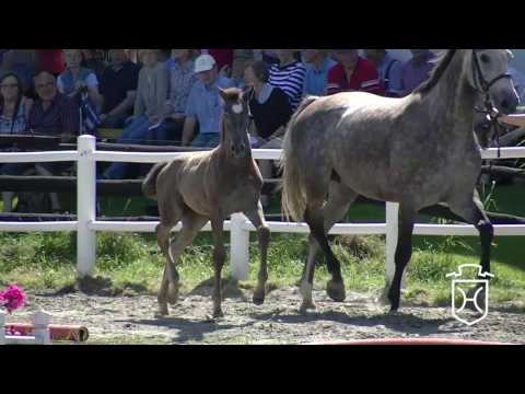 NF227 Stutfohlen von Cormint - Corrado I - Caretino