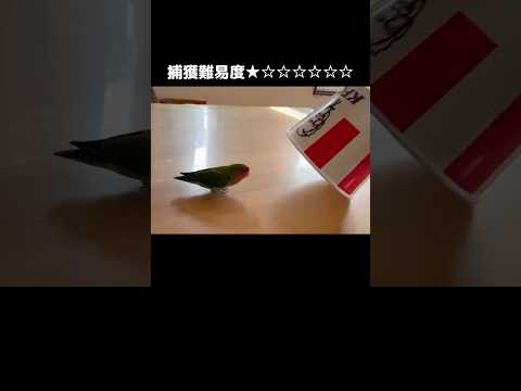 捕獲があまりにも容易すぎるコザクラインコ #インコ #コザクラインコ #shorts