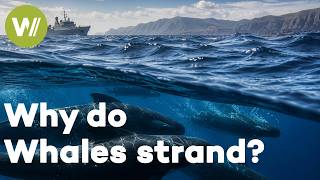 Why Do Whales Strand? The Shocking Link to Military Sonar (Full Awared Documentary)