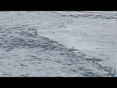 Lake monster seen in Iceland Original HQ uncut version