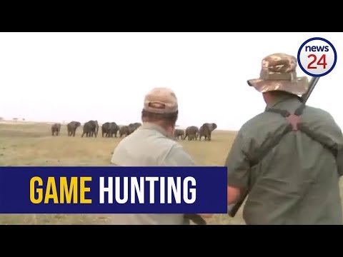 Cargan elefantes contra cazadores después de disparo a uno de los suyos Cargan elefantes contra cazadores después de disparo a uno de los suyos