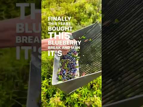 Picking Wild Blueberries With A Blueberry Rake #gardeningtool #gardening #gardeningequipment
