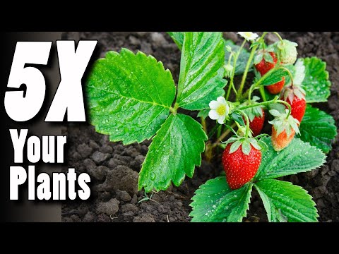 Transplanting Strawberry Runners Cut From The Mother Crown! How To 5X Your Plants Every Year!