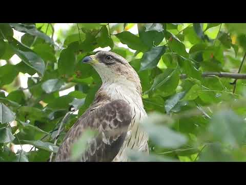 Rare Sighting of the Oriental Honey Buzzard at Bishan Park, Singapore. DSCN6206 OrientalHoneyBuzzard