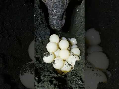 Olive Ridley Sea Turtle Lays an Egg
