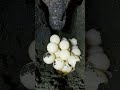 Olive Ridley Sea Turtle Lays An Egg